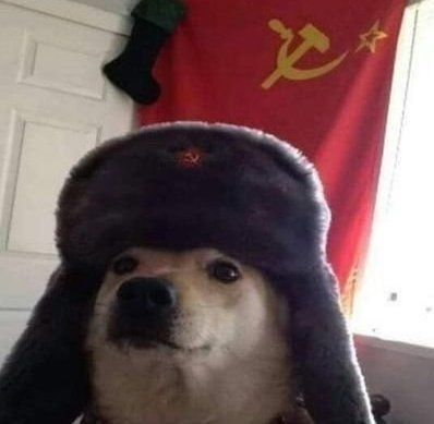 Cachorro comuna